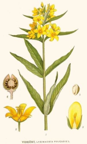 Lysimachia Loose-strife - Lysimachia vulgaris - вербейник обыкновенный